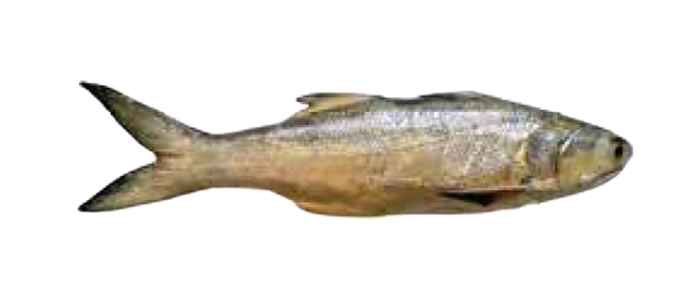 Four Finger Threadfin